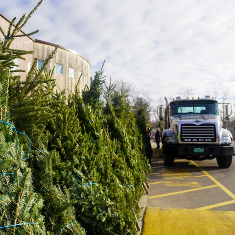 A row of balsam firs stands beside a yellow-painted fire lane. In the background, the top of City Market's South End store is visible. To the right, people unload trees from a Mack truck.