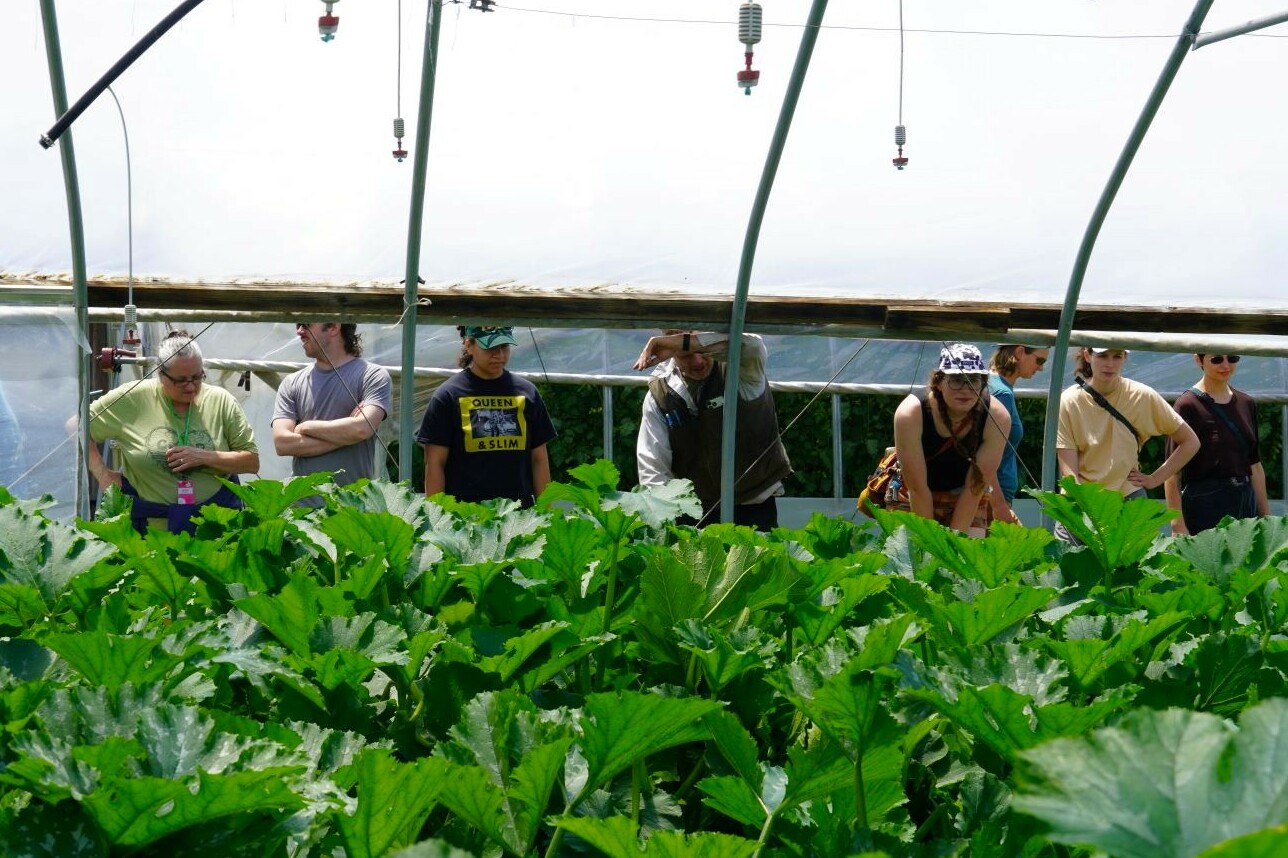 People standing looking inside a greenhouse with green leaves in the foreground