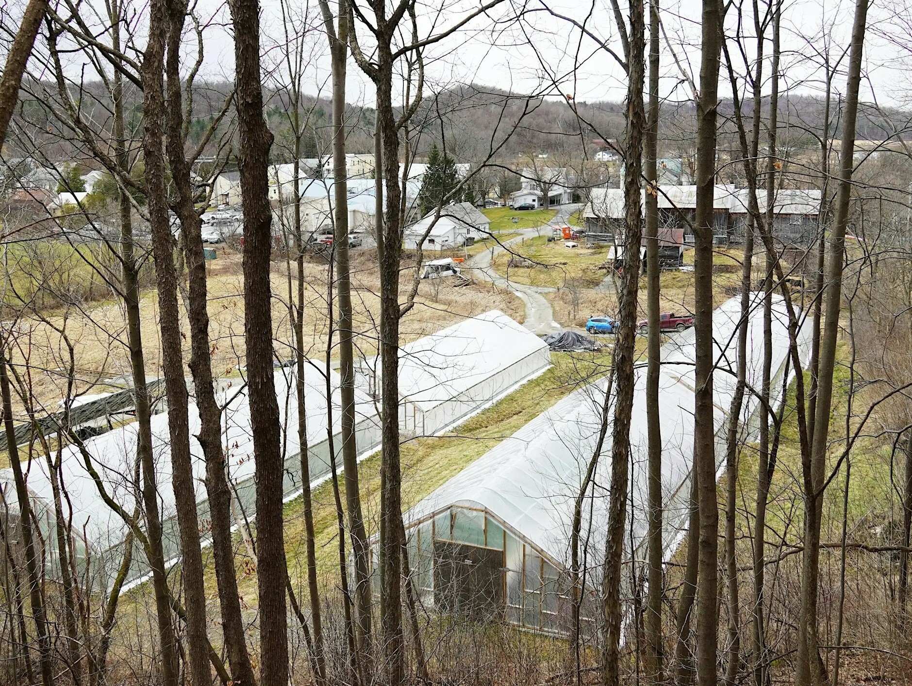 trees in front of greenhouses