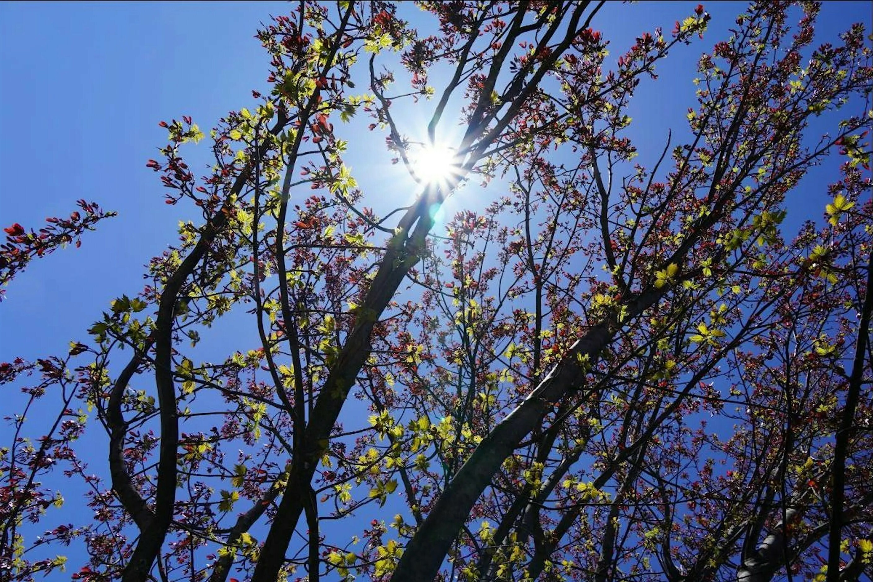 Budding trees and the sun