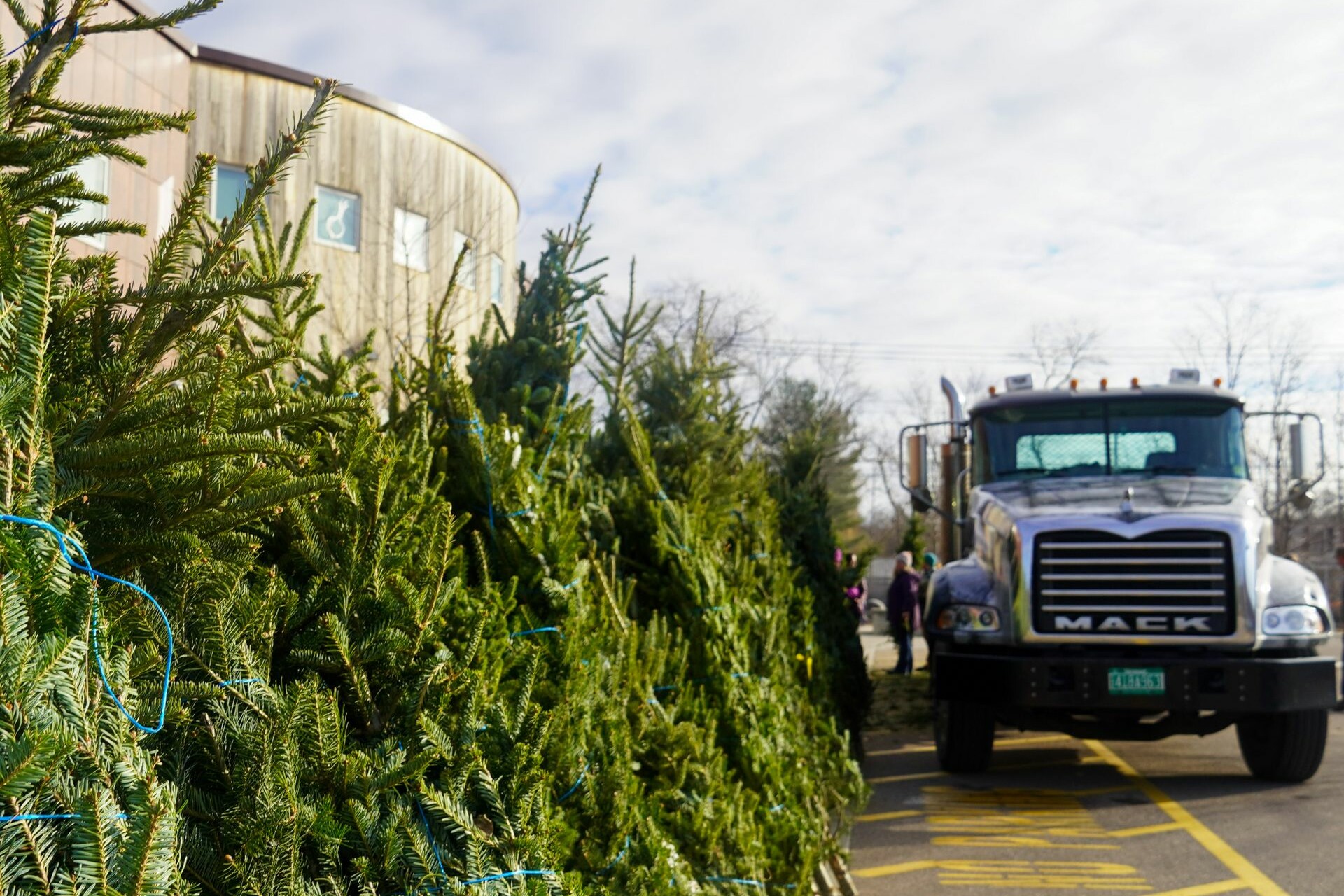 Freshly cut evergreen trees lined up beside a truck and a building on a clear day.