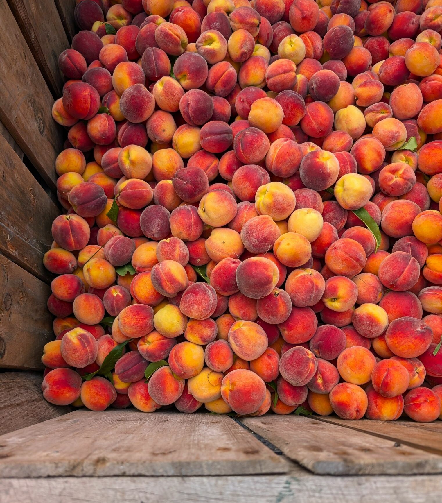 A pile of ripe, colorful peaches in a wooden crate.den