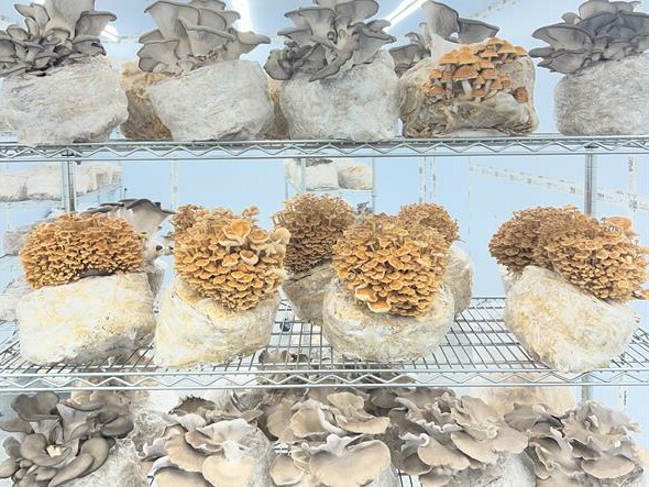 a bunch of mushrooms growing