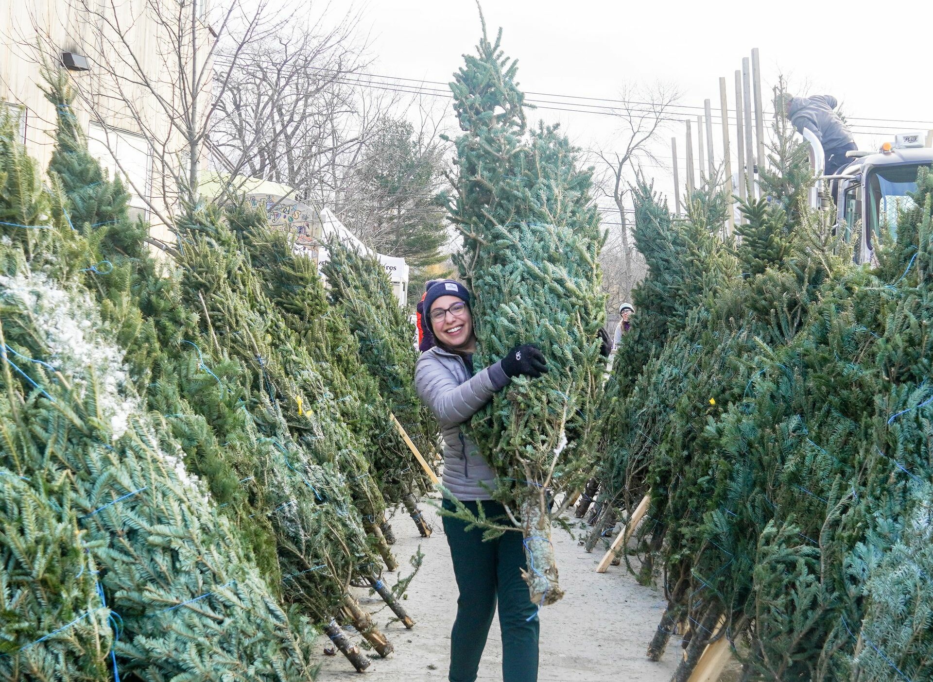 A person happily carries a Christmas tree among a row of trees for sale.