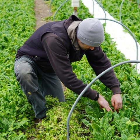 A person kneels in a spinach field, harvesting plants among green rows.