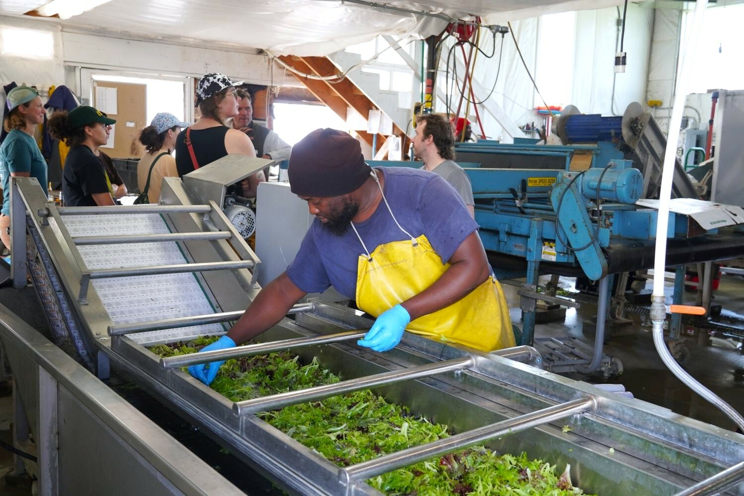 a person washes lettuce in a stainless steel container