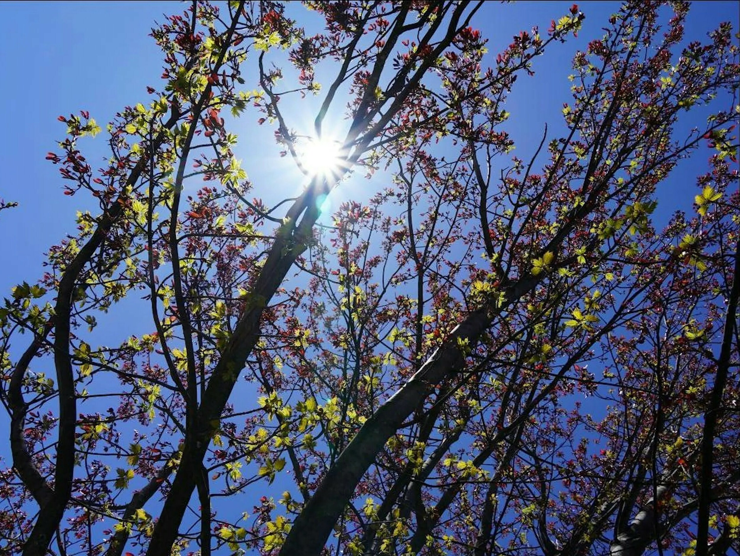 looking at the sun through newly budded trees