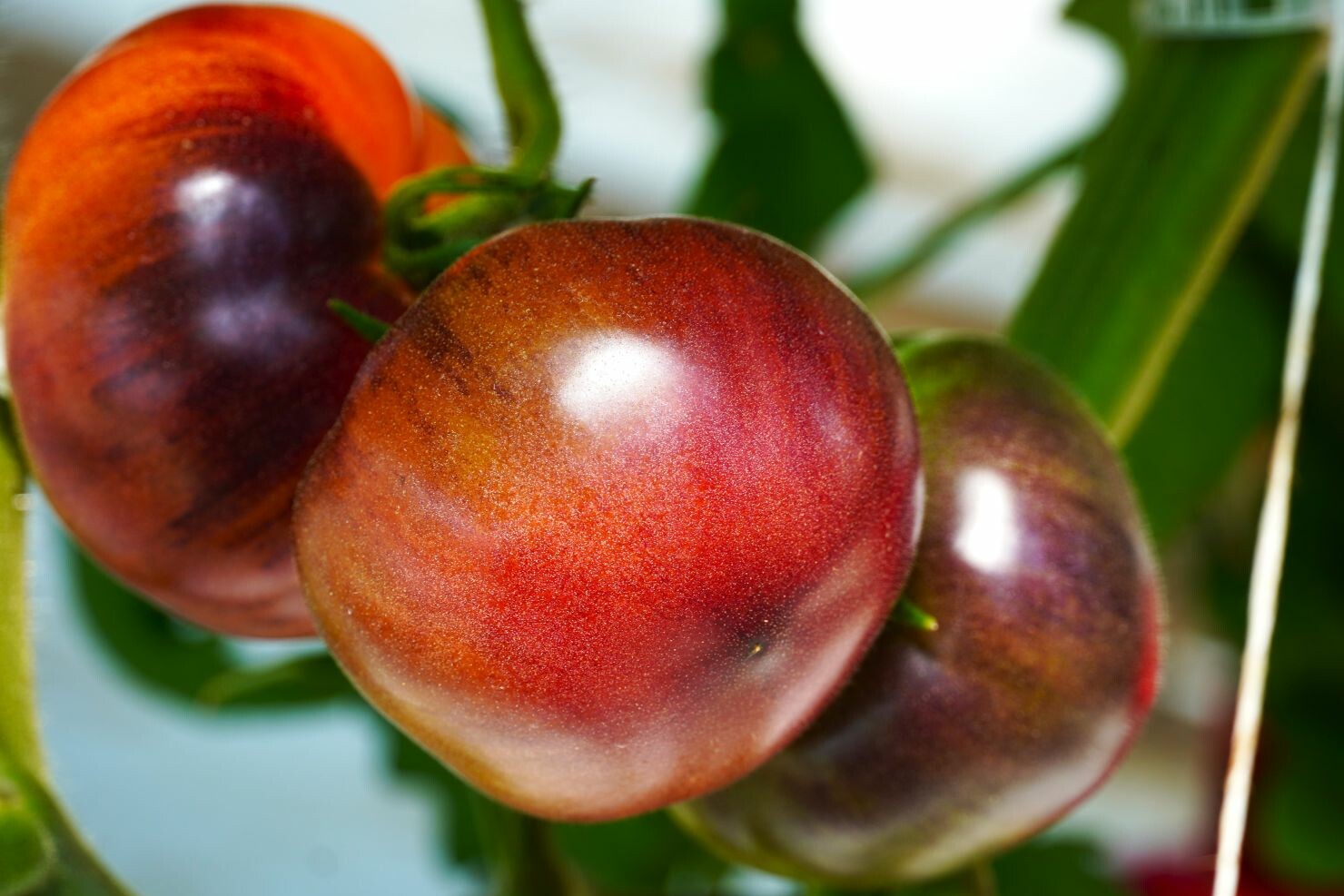 large red tomatoes on the vine