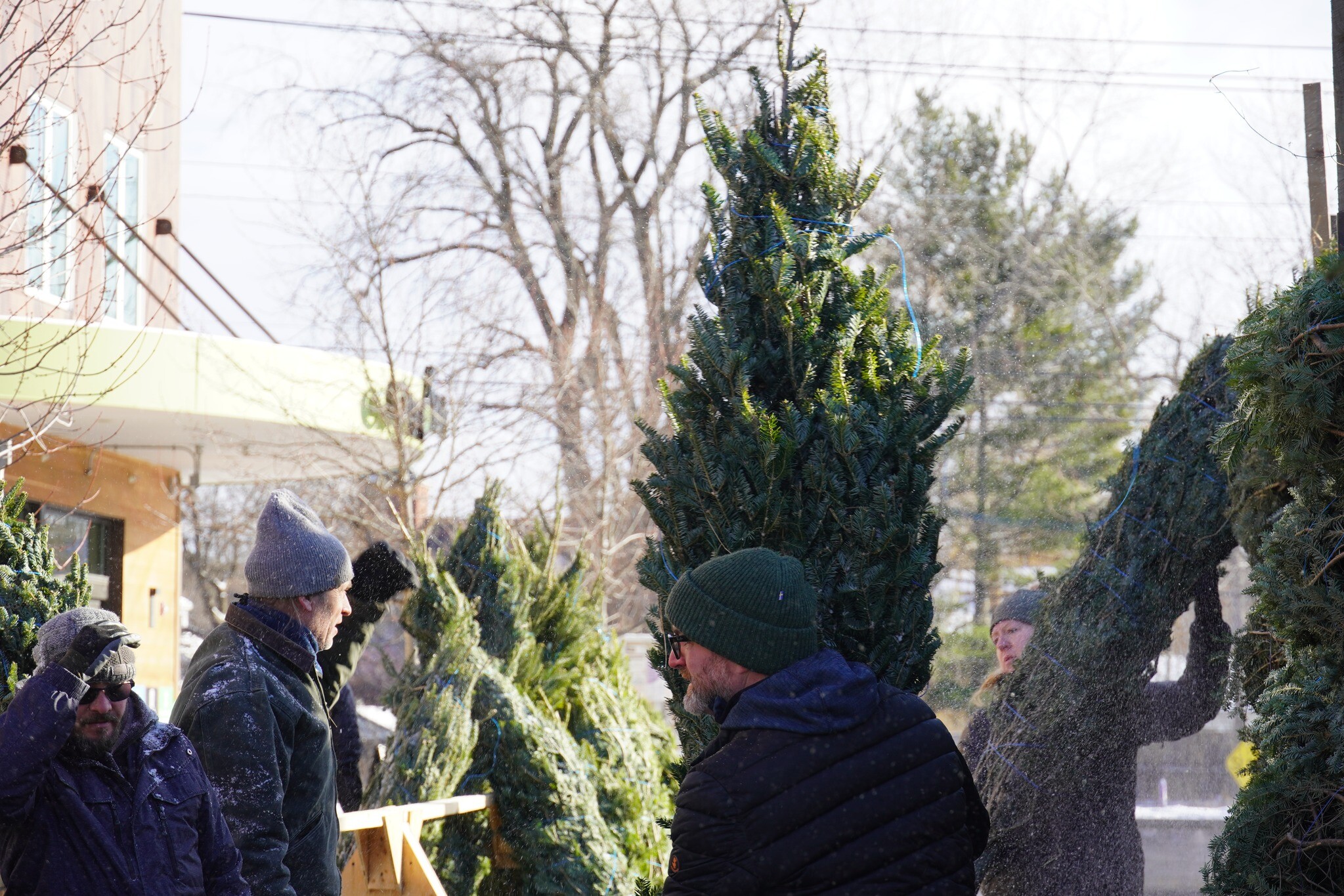 People handling Christmas trees outdoors on a sunny winter day.