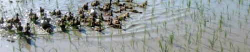 Ducks in the rice paddy