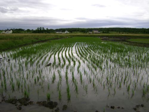 Rice in Champlain Valley