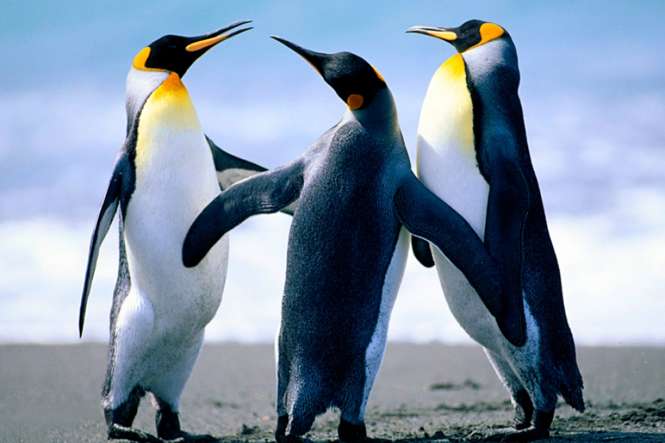 Penguins!