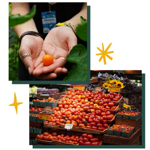 Two photos slightly overlap with illustrations of bright yellow stars on either side of them. The top photo shows an orange cherry tomato nestled in the cupped palms of a person. The bottom photo shows a produce display featuring red, yellow and purple heirloom tomatoes with bright yellow sunflowers at the top.