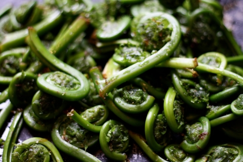 Fiddleheads Arrive at the Co-op
